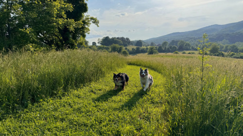 Two Australian Shepherds running in grassy field. Blacksburg, Virginia, United States
