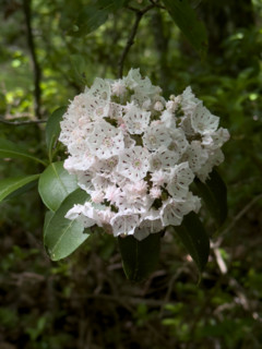 Close-up of Mountain Laurel bloom. Blacksburg, Virginia, United States