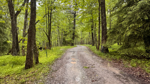 Empty gravel road through forest. Blacksburg, Virginia, United States