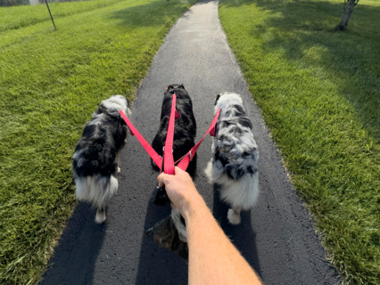Hand of woman walking three Australian Shepherds in park. Blacksburg, Virginia, United States