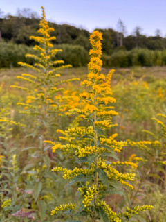 Close-up of Golden Rod flower in meadow. Blacksburg, Virginia, United States