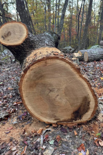 Close-up of cut tree in forest. Blacksburg, Virginia, United States