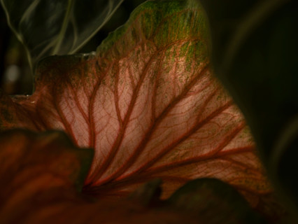Close-up of back lit leaf. Port Douglas, Queensland, Australia