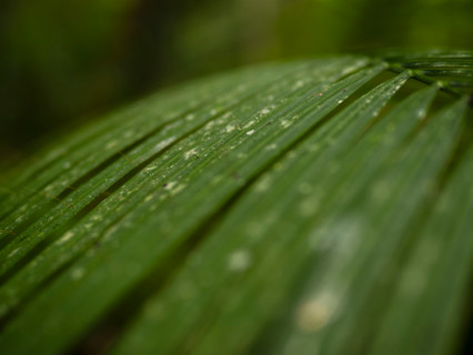 Close-up of palm frond with water droplets. Mossman, Queensland, Australia