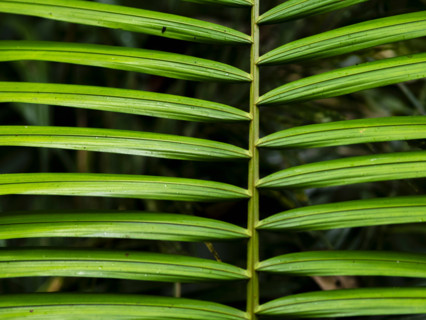 Close-up of symmetrical leaves. Mossman, Queensland, Australia