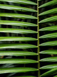 Close-up of symmetrical leaves. Mossman, Queensland, Australia