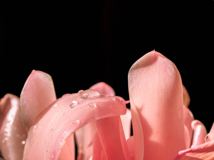 Delicate pale pink petals with rain drops. Port Douglas, Queensland, Australia