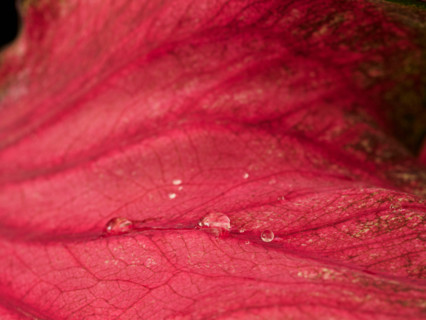 Close-up of red leaf with rain drops. Port Douglas, Queensland, Australia