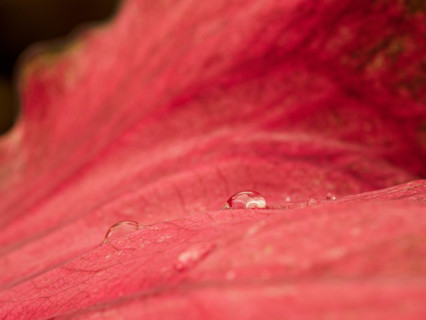 Close-up of red leaf with rain drops. Port Douglas, Queensland, Australia