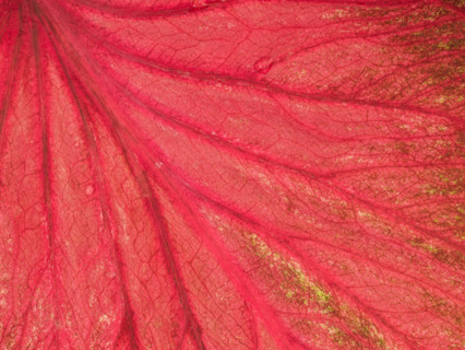 Close-up of red tropical leaf. Port Douglas, Queensland, Australia