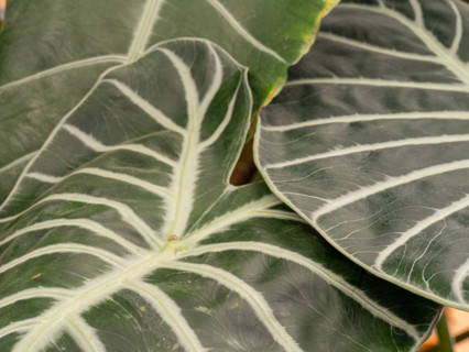 Close-up of green leaf with vanes. Port Douglas, Queensland, Australia