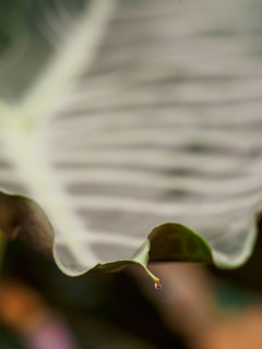 Close-up of green leaf with rain drop. Port Douglas, Queensland, Australia