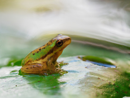 Juvenile eastern sedge or dwarf tree frog on Lilypad. Port Douglas, Queensland, Australia