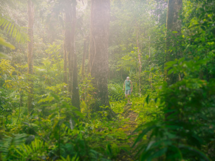 Woman hiking in lush tropical forest. Mossman, Queensland, Australia