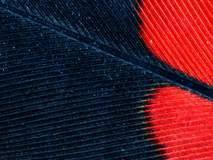 Red-tailed black cockatoo feather detail. Leura, New South Wales, Australia