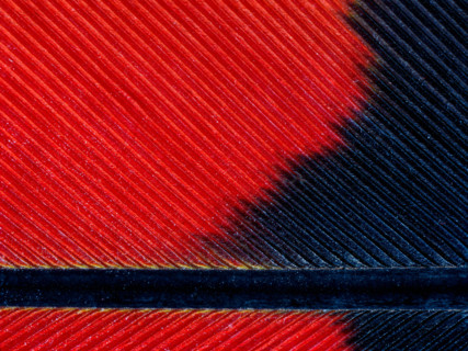 Red-tailed black cockatoo feather detail. Leura, New South Wales, Australia