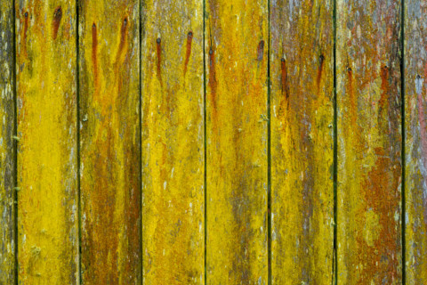 Close-up of old wooden fence covered in lichen. Leura, New South Wales, Australia