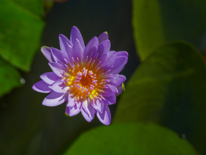 Single purple lotus flower and green leaves. Sunshine Coast, Queensland, Australia