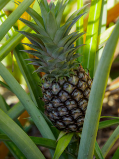 Pineapple growing in home garden bed. Sunshine Coast, Queensland, Australia