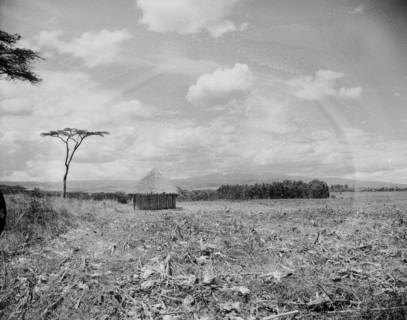 Countryside near Mount Elgon. A mud hut with a thatched roof stands alone in a stubbly field. In