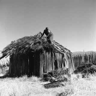 Building a hut. A woman reaches up to pass straw to a man who is thatching the roof of a