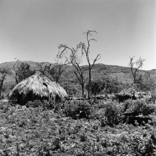Deserted camp. Huts with straw roofs merge into the overgrown rural background of a deserted camp.
