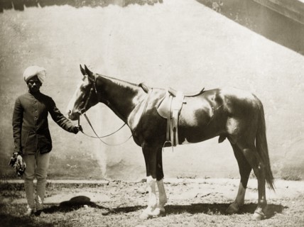 Pedigree stallion. An Indian servant displays a pedigree stallion for the camera. The name of the
