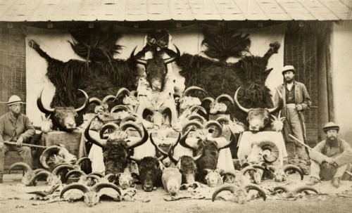 Tibetan trophies. Three officers from the 57th Regiment pose beside an orderly display of horned