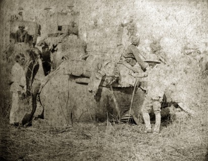 A 'padded' tiger. A British hunter stands proudly beside a recent tiger kill that has been 'padded'