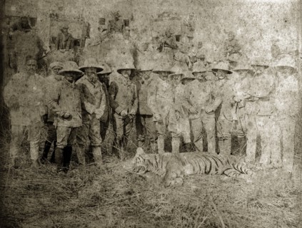Tiger hunters with a kill. A group of British and Indian hunters in Western clothing and solatopi