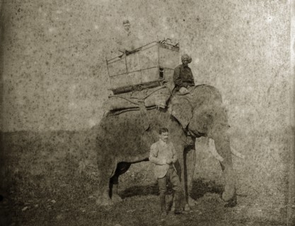 Hunting elephant with howdah. An Indian man, dressed in Western clothing, stands beside a hunting