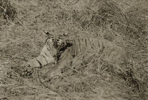 Tiger kill on show. The body of a dead tiger killed by hunters is propped up on display for the