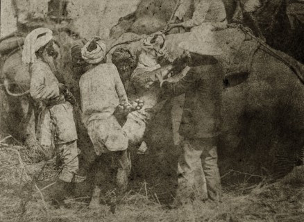 Padding' a tiger. Four Indian servants and a British hunter struggle to 'pad' a recent tiger kill,