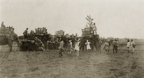 A parade of hunting elephants. A parade of domesticated elephants, fitted with howdahs, are