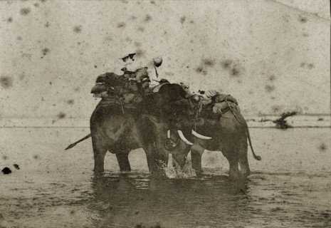Hunting elephants wet their feet. Two hunting elephants loaded with blankets cool their feet in a