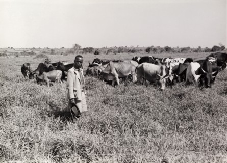 A herd of cattle on good grazing land. A farmer oversees a herd of undernourished cattle as they