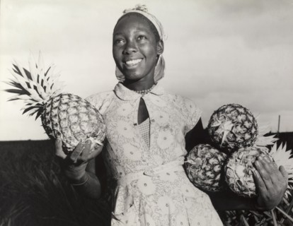 Pineapples for the canning factory. A young agricultural worker smiles for the camera as she