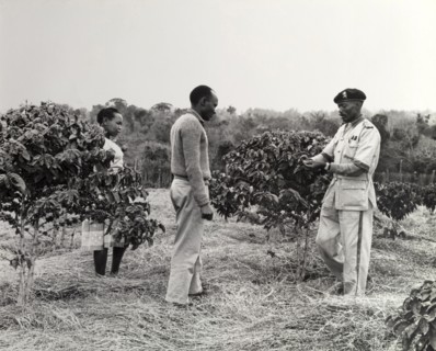 How to grow coffee trees. A uniformed agricultural inspector gives advice on the maintenance of