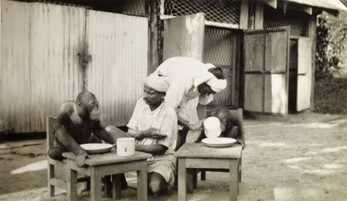 Feeding time. Two captive orangutans sit at miniature tables, waiting to be fed from beakers and