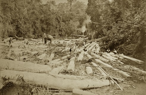 Teak logging with elephants. Elephants employed by the logging industry manoeuvre teak timbers in a
