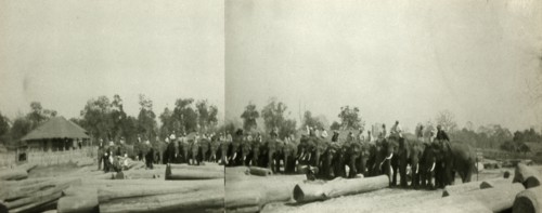 Teak logging with elephants. A team of elephants, employed by the Burmese logging industry, line up