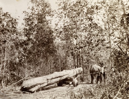 An elephant drags timber through a jungle. A harnessed elephant drags a teak timber through the