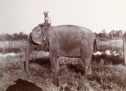 A Burmese mahout and his elephant. A Burmese mahout (elephant handlers) sits astride his elephant