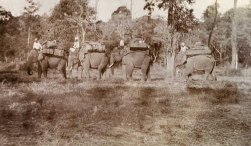 Elephants walk in single file. A group of Burmese mahouts (elephant handlers) lead their laden