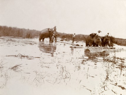 Elephant labour, Burma (Myanmar). Three elephants are put to work shifting logs on marshland,