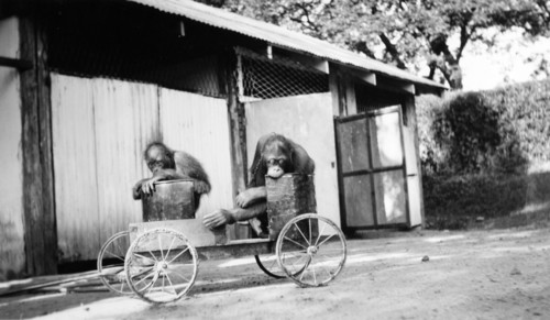Captive orangutans. Two captive orangutans sit on a homemade go-cart. It is unclear whether the
