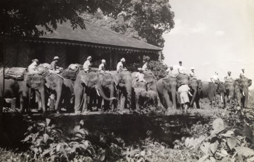 Elephants line up, Burma (Myanmar). Official publicity shot for the Burmese government. Mahouts