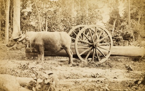 Cattle transporting timber, Burma. Two cattle are harnessed to a wheeled cart to pull timber
