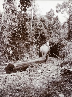 Elephant dragging timber, Burma (Myanmar). An elephant drags a teak timber along a small stream in