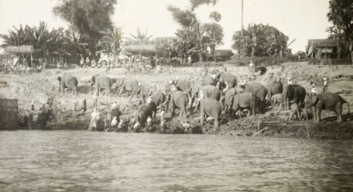 Elephants emerge from the water. A herd of elephants and their mahouts (elephant handlers) gather